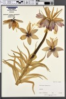 Fritillaria imperialis image