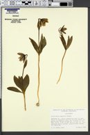 Image of Fritillaria agrestis