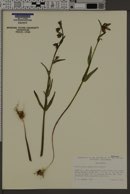 Image of Fritillaria phaeanthera