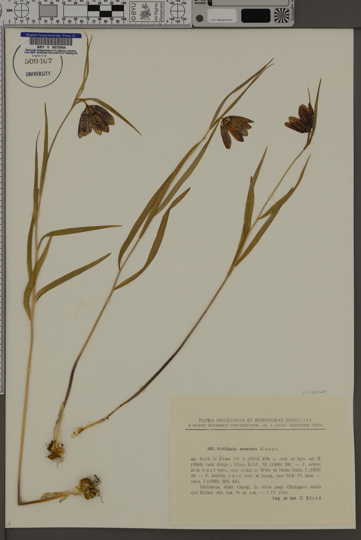 Fritillaria montana image