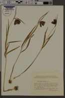 Image of Fritillaria montana