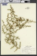Image of Asparagus acutifolius