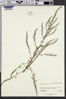 Image of Asparagus tenuifolius