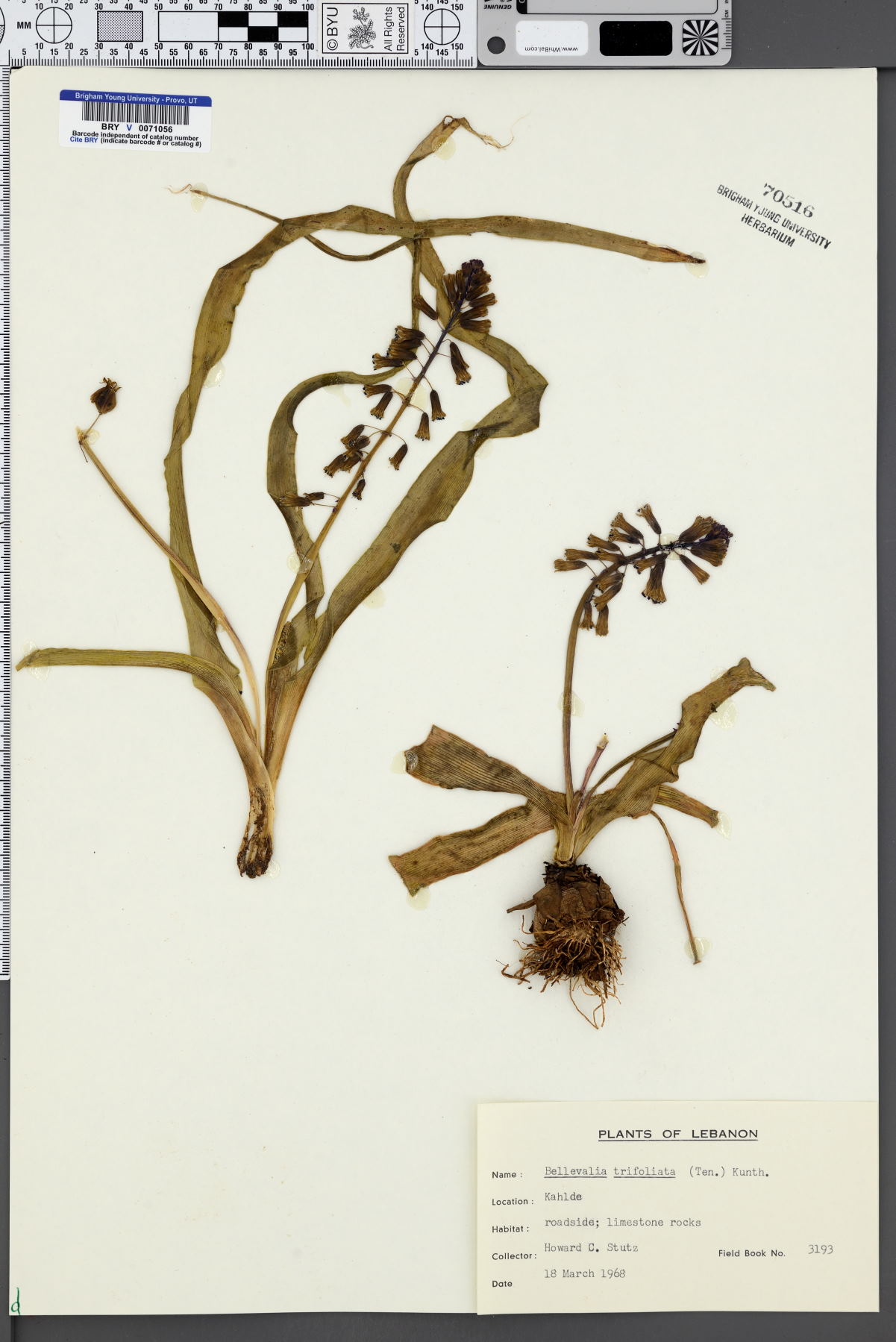 Bellevalia trifoliata image