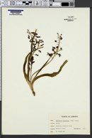 Bellevalia trifoliata image