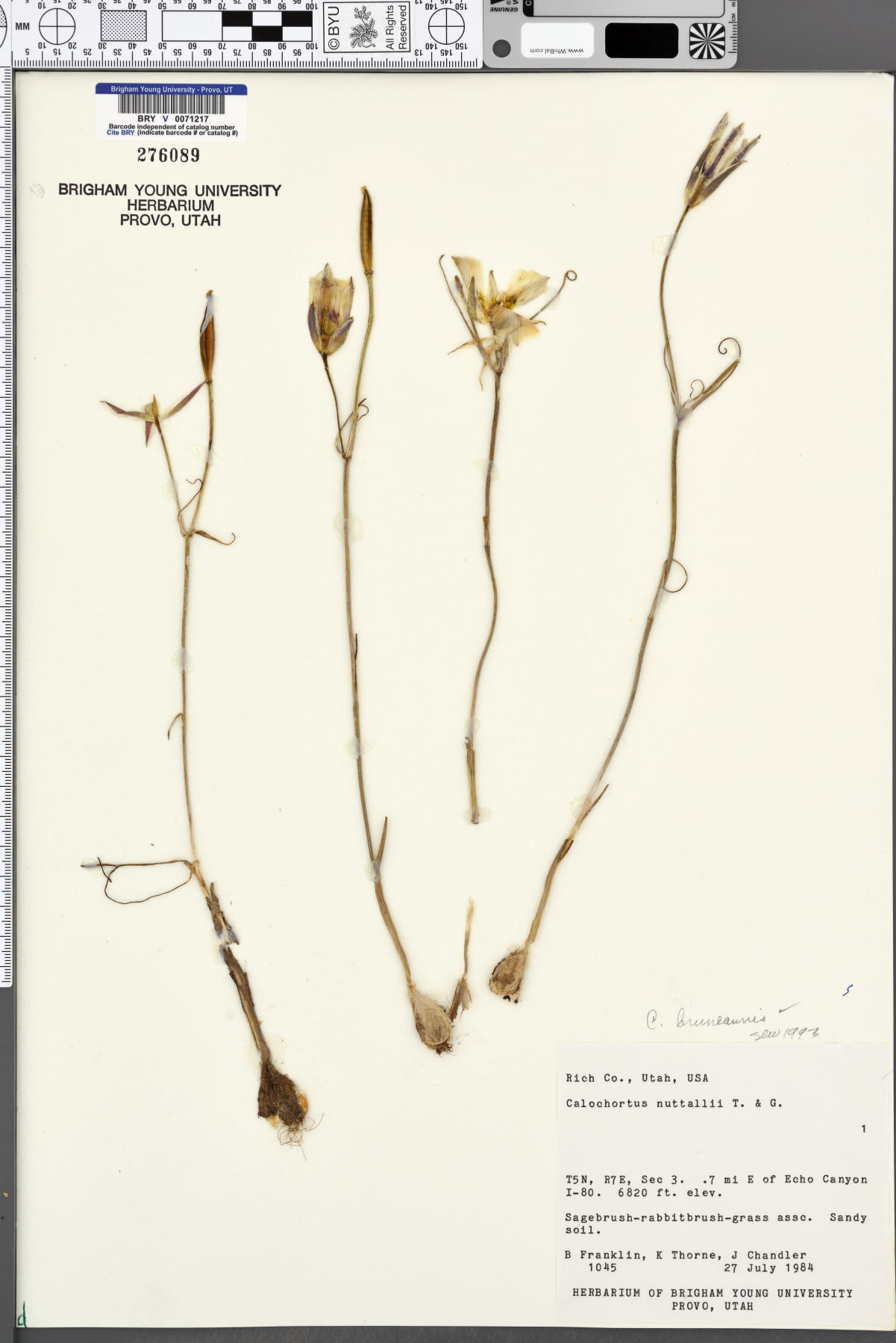 Calochortus bruneaunis image