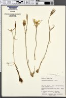 Calochortus bruneaunis image