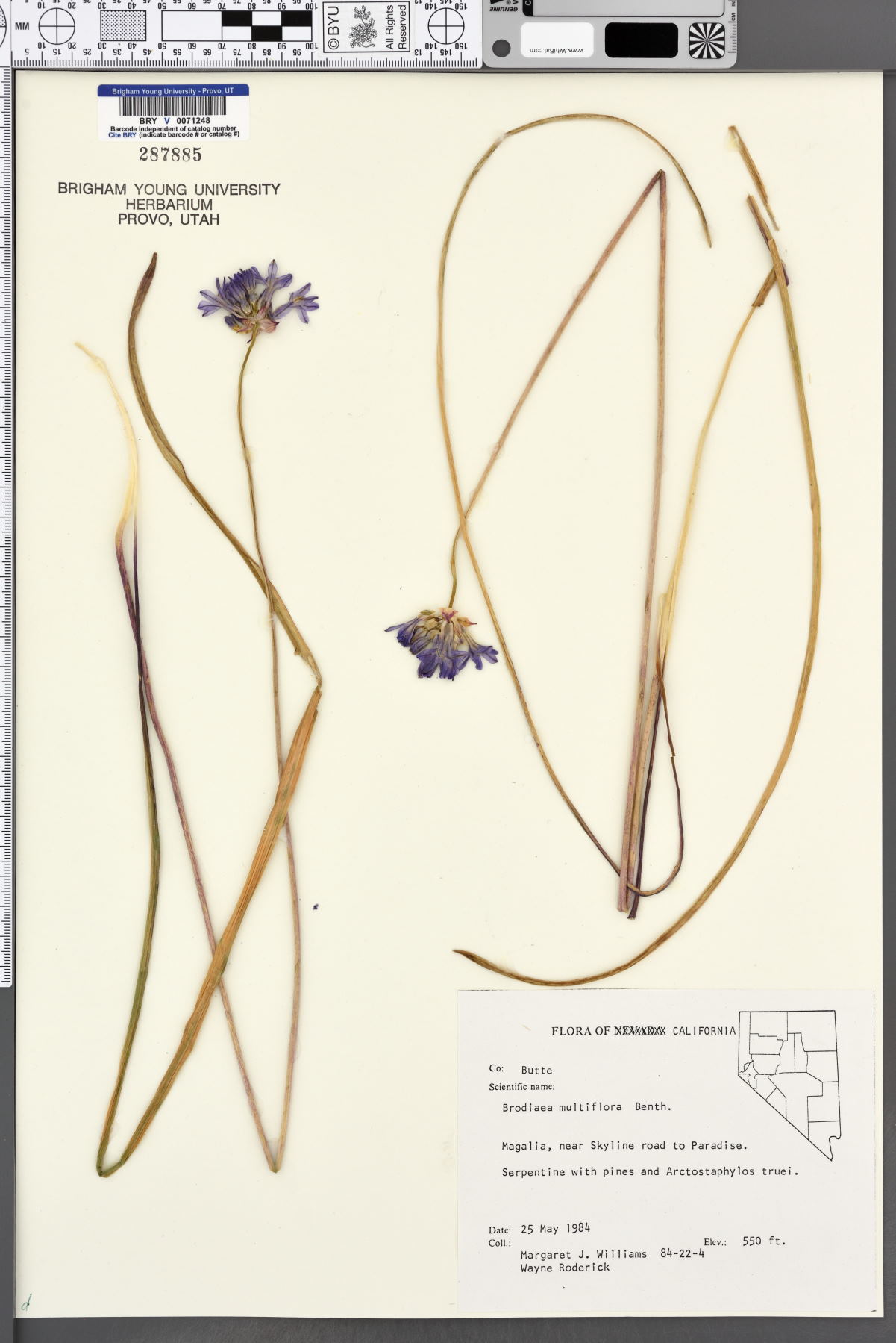 Brodiaea multiflora image