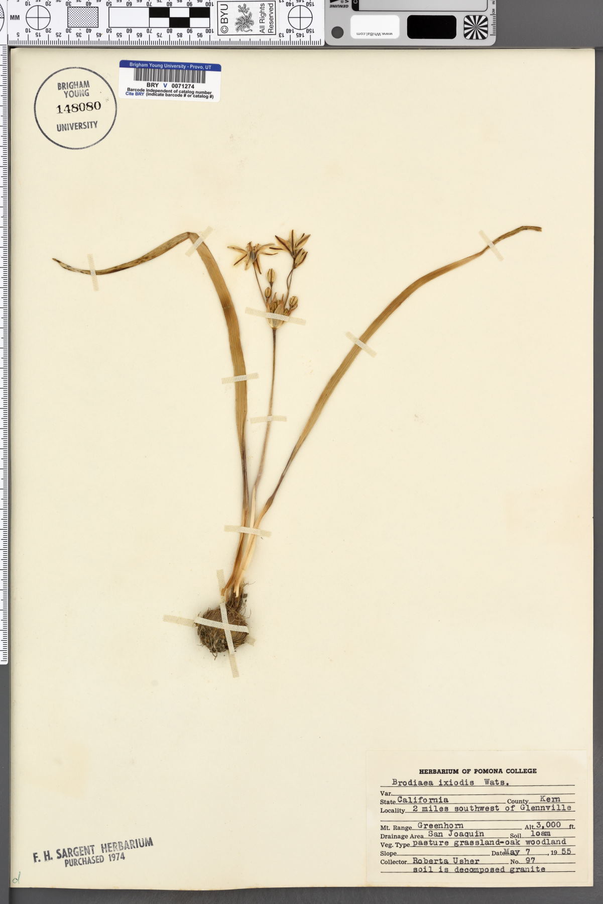 Brodiaea ixioides image