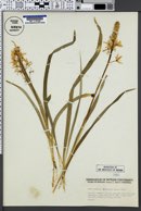 Image of Camassia hyacinthina
