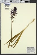 Camassia quamash var. breviflora image