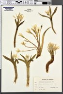 Colchicum szovitsii subsp. brachyphyllum image