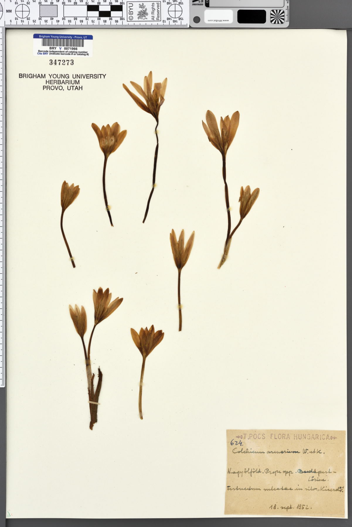 Colchicum arenarium image