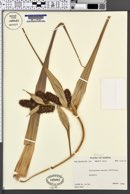Image of Collospermum samoense