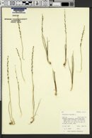 Triglochin palustris image