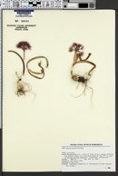 Allium anceps image