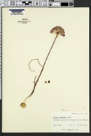 Allium acuminatum image