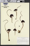 Image of Allium abramsii
