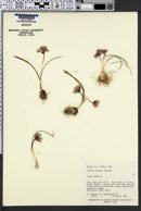 Allium aaseae image