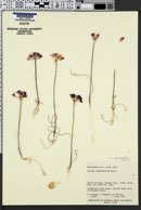Image of Allium campanulatum