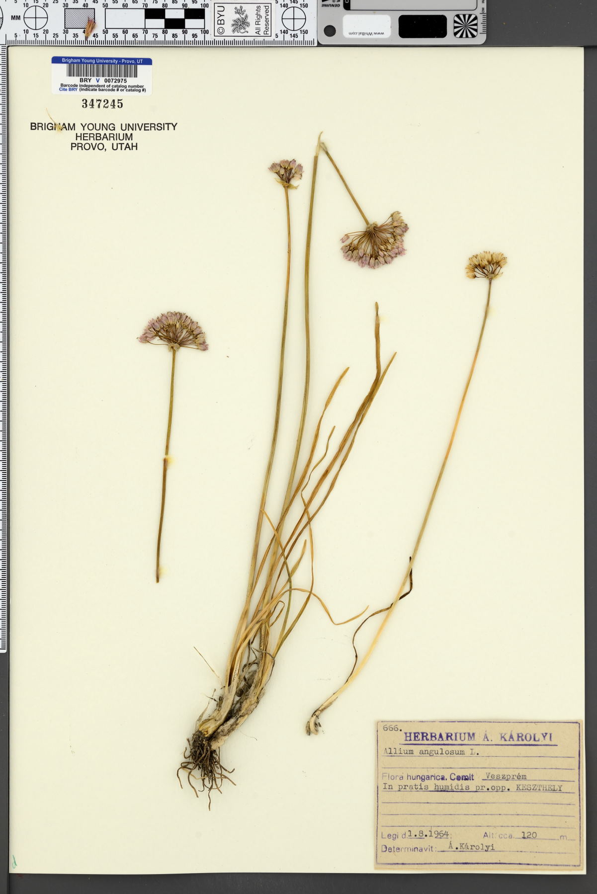 Allium angulosum image