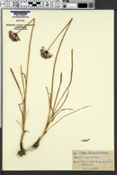 Image of Allium angulosum