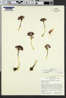 Allium atrorubens image