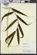 Image of Flagellaria indica