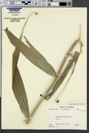 Flagellaria gigantea image