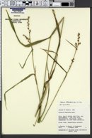Scleria lithosperma image