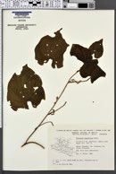 Image of Dioscorea remotiflora