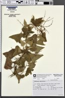 Dioscorea multiflora image