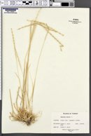 Aegilops mutica image