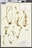 Aegilops geniculata image