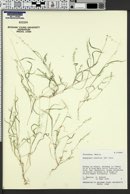 Aegopogon tenellus image