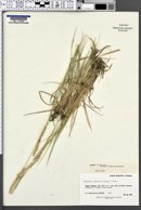 Image of Elymus x yukonensis