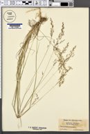 Agrostis canina var. mutica image