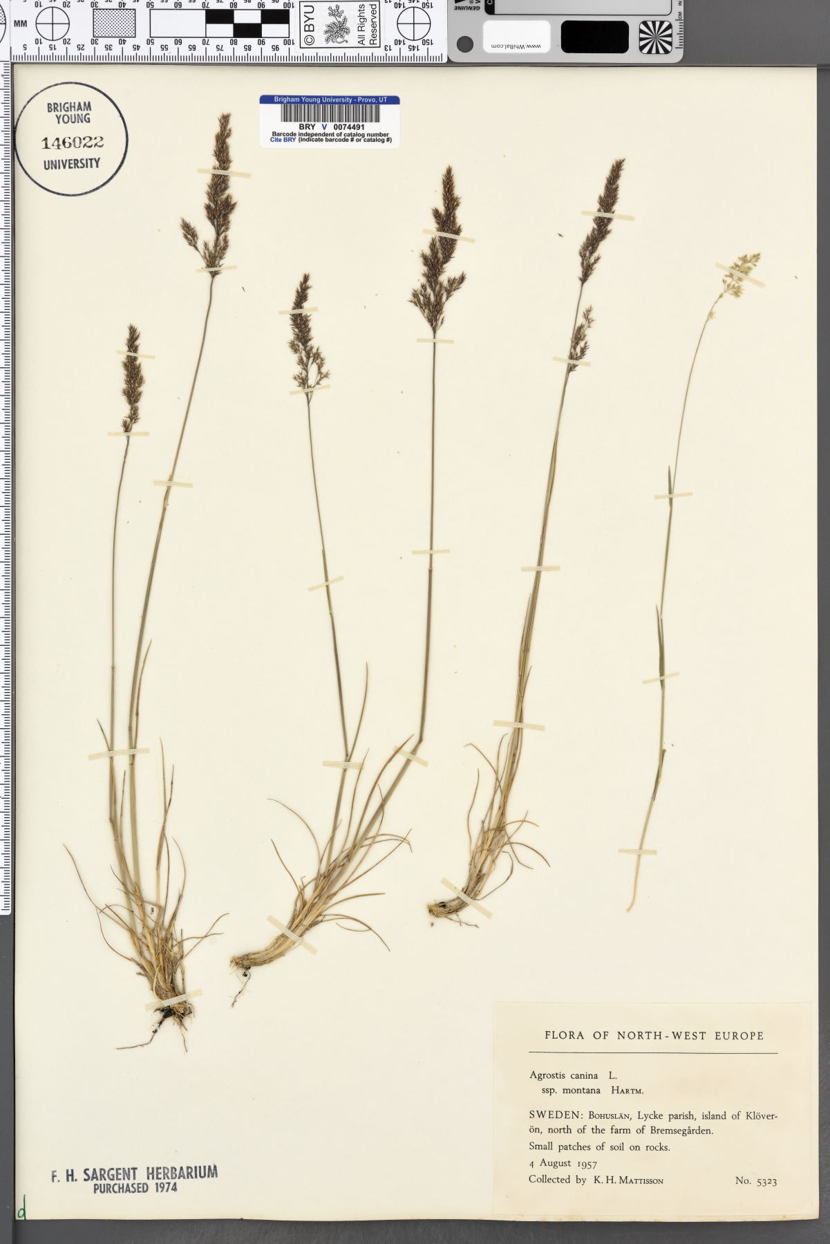 Agrostis canina subsp. montana image