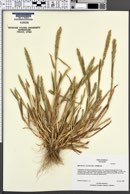 Agrostis clivicola image