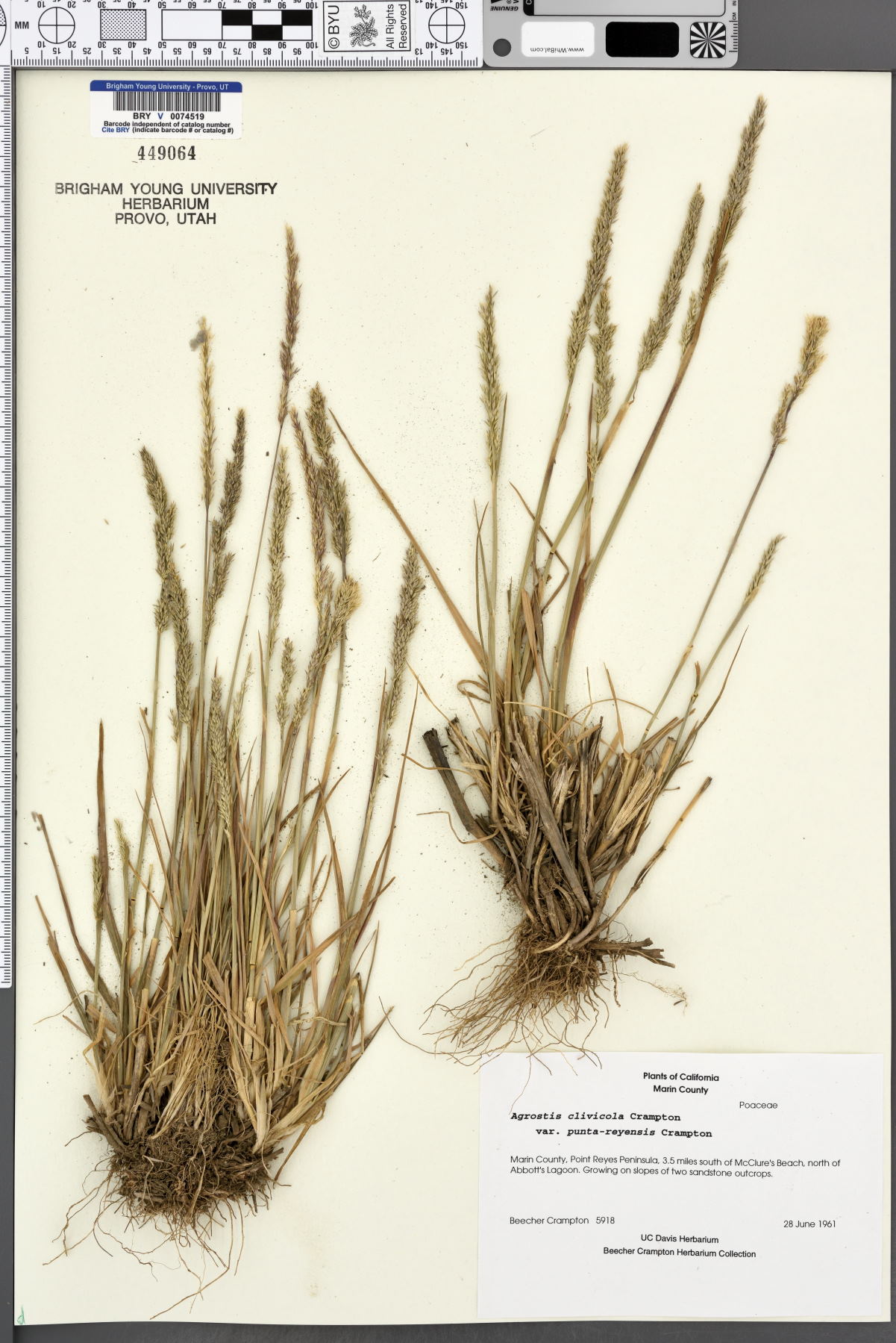 Agrostis clivicola var. punta-reyesensis image