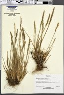 Agrostis clivicola image