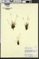 Agrostis humilis image
