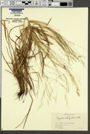 Image of Agrostis retrofracta