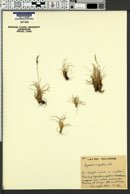 Agrostis rupestris image