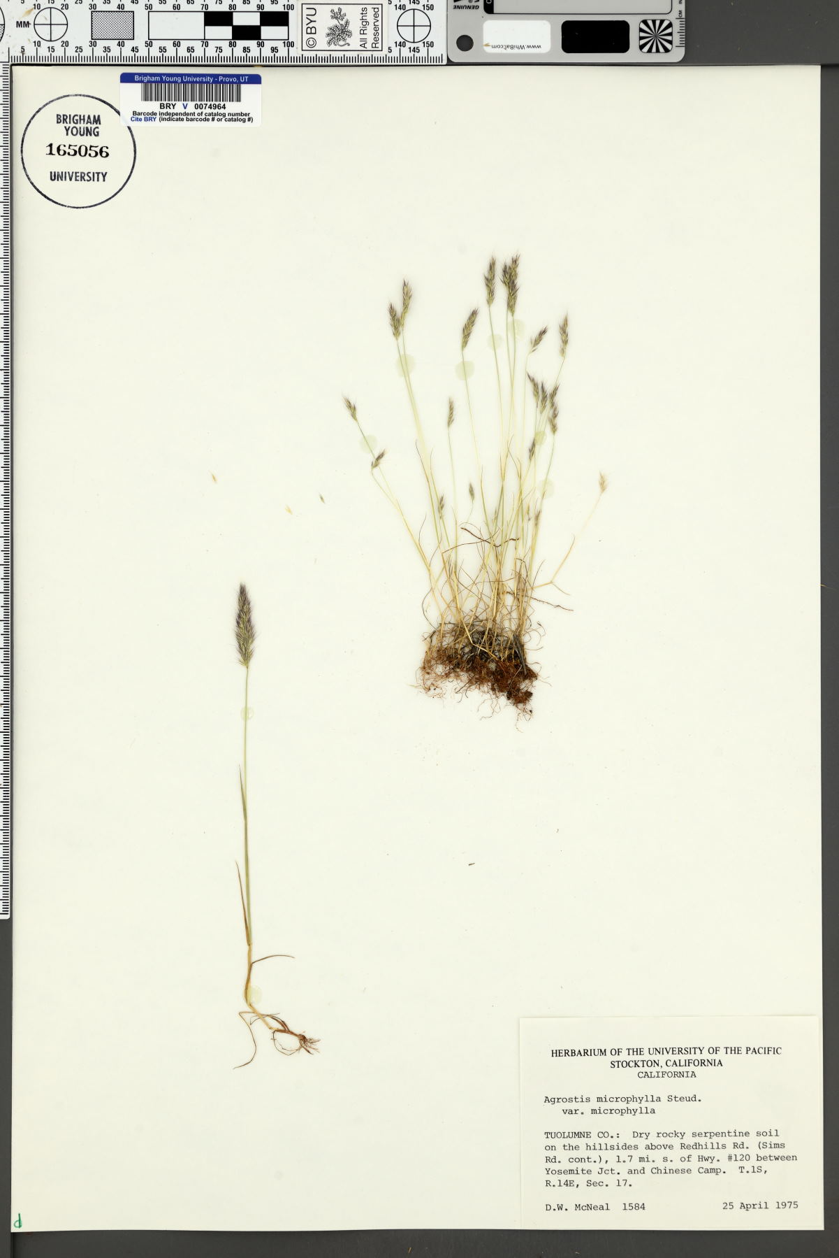 Agrostis microphylla var. microphylla image
