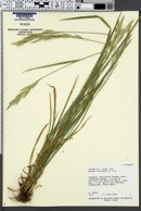 Bromus carinatus image
