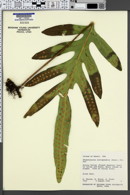 Image of Phymatosorus scolopendria