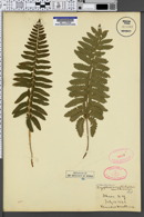 Polystichum acrostichoides var. schweinitzii image