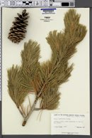 Pinus monticola image