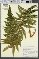 Polystichum andersonii image